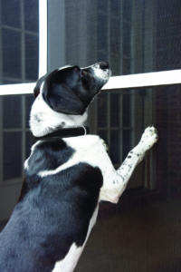 Pets and patio screen doors don't always mesh