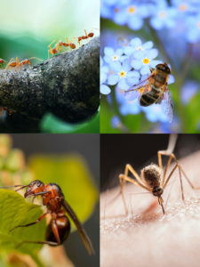 Insects and bugs are shown in this image - these insects pose a threat to your home and family.