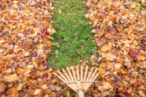 Raking fall leaves from lawn in Autumn