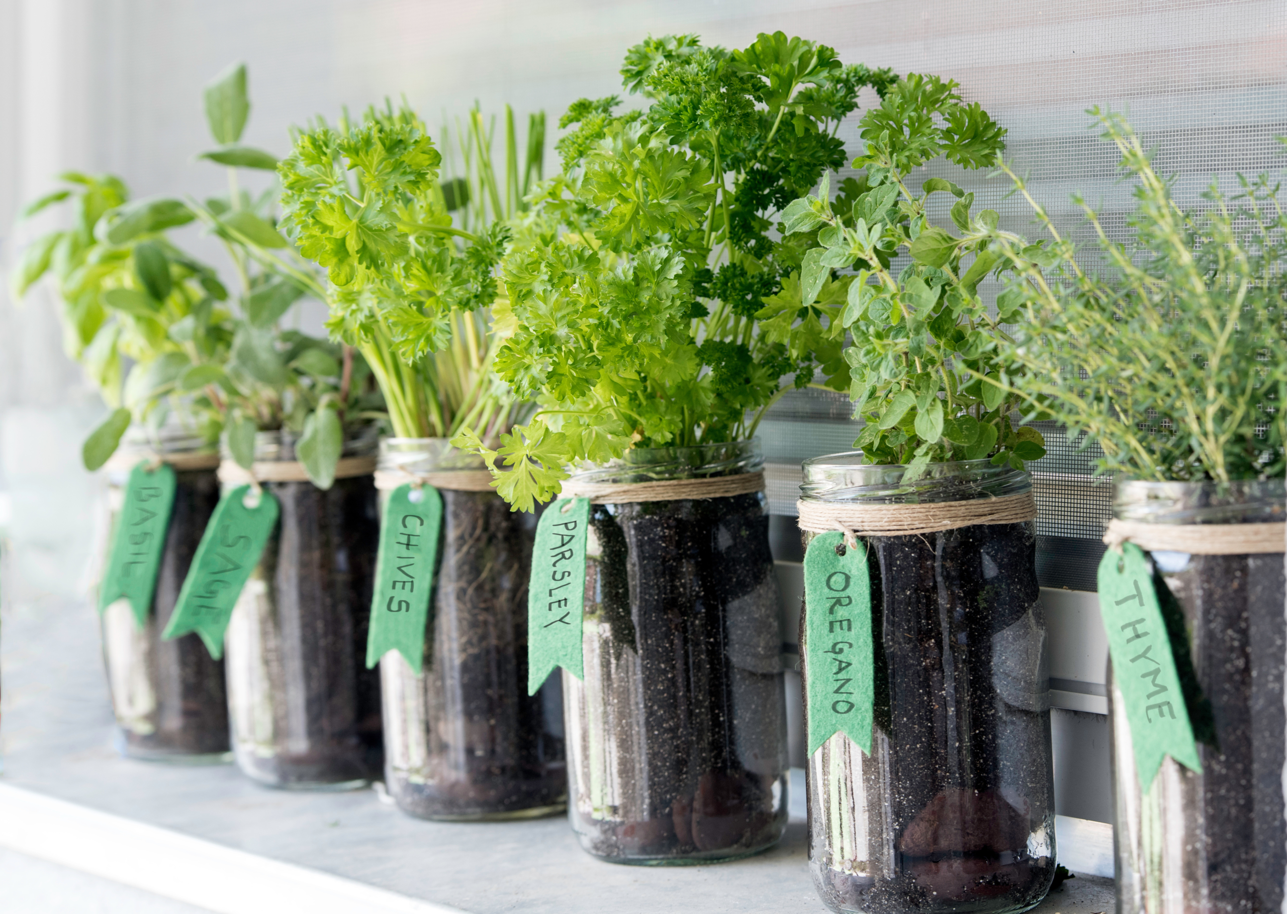 A neatly arranged indoor herb garden.